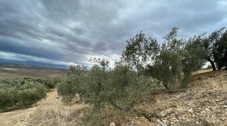 Jaen - Jaén - 24394m2