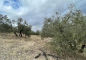 Xalet independent amb terreny en venda a la España, Jaén, ref.: TR323540 foto