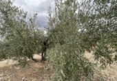 Xalet independent amb terreny en venda a la España, Jaén, ref.: TR323540 foto