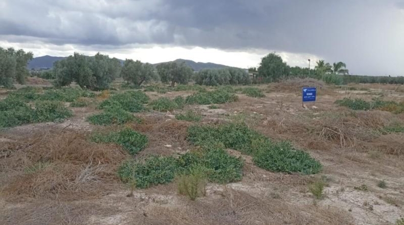 Murcia - Totana - 9900m2