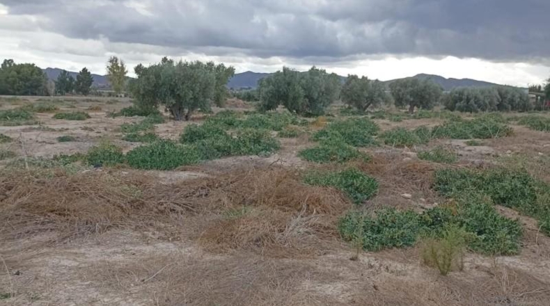 Murcia - Totana - 9900m2
