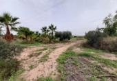 Casa de camp amb terreny en venda a la España, Novelda, ref.: TR355332 foto