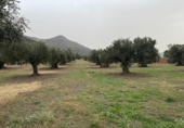 Non-developable land for sale on España, Roses, ref: TR356939 photo