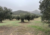 Non-developable land for sale on España, Roses, ref: TR356939 photo