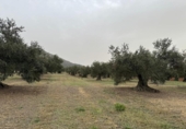 Non-developable land for sale on España, Roses, ref: TR356939 photo