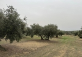 Non-developable land for sale on España, Roses, ref: TR356939 photo