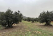 Non-developable land for sale on España, Roses, ref: TR356939 photo