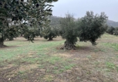 Non-developable land for sale on España, Roses, ref: TR356939 photo