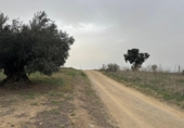 Non-developable land for sale on España, Roses, ref: TR356939 photo