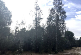 Almonte 57775&nbsp;m²