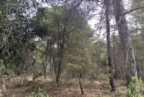Almonte 57775&nbsp;m²