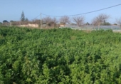 Terreny no urbanitzable en venda a la España, Sanlúcar de Barrameda, ref.: TR319877 foto
