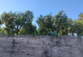 Non-developable land for sale on España, Pego, ref: TR219903 photo