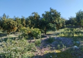 Non-developable land for sale on España, Pego, ref: TR219903 photo