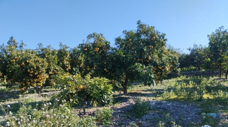 Alicante - Pego - 7600m2