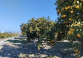 Non-developable land for sale on España, Pego, ref: TR219903 photo