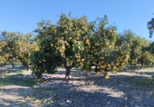 Non-developable land for sale on España, Pego, ref: TR219903 photo