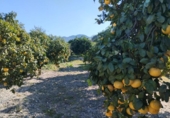 Non-developable land for sale on España, Pego, ref: TR219903 photo