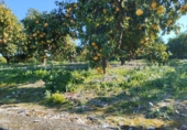 Non-developable land for sale on España, Pego, ref: TR219903 photo