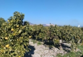 Non-developable land for sale on España, Pego, ref: TR219903 photo
