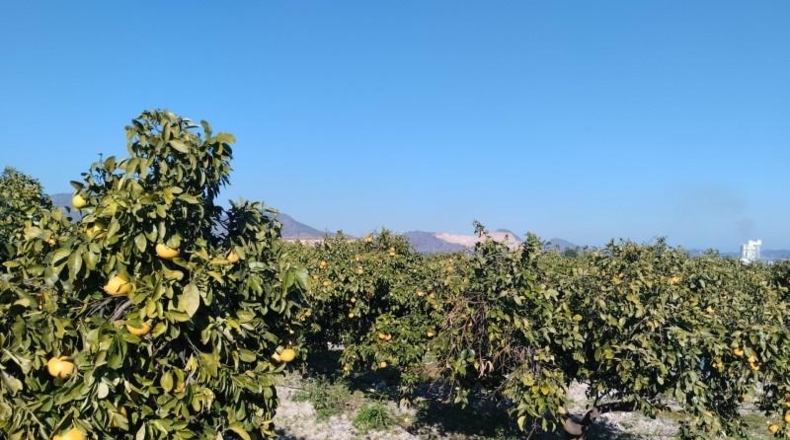 Alicante - Pego - 7600m2