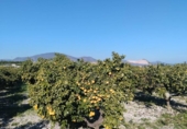 Non-developable land for sale on España, Pego, ref: TR219903 photo