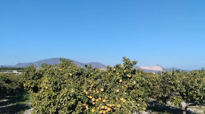 Alicante - Pego - 7600m2