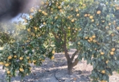 Non-developable land for sale on España, Pego, ref: TR219903 photo