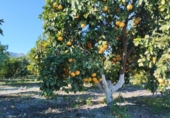 Non-developable land for sale on España, Pego, ref: TR219903 photo