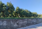 Non-developable land for sale on España, Pego, ref: TR219903 photo