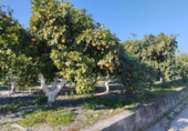 Non-developable land for sale on España, Pego, ref: TR219903 photo