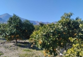 Non-developable land for sale on España, Pego, ref: TR219903 photo