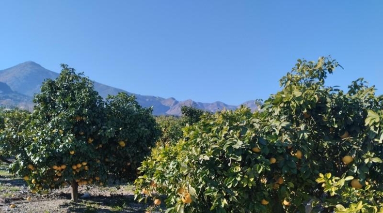 Alicante - Pego - 7600m2