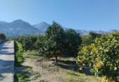 Non-developable land for sale on España, Pego, ref: TR219903 photo