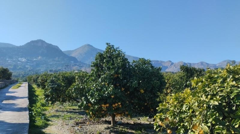 Alicante - Pego - 7600m2