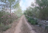 Non-developable land for sale on España, Llubí, ref: TR235570 photo
