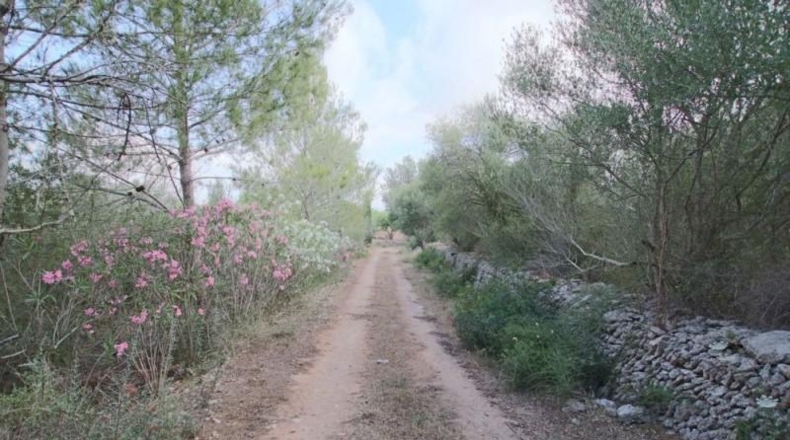 Balearic Islands - Llubí - 2814m2