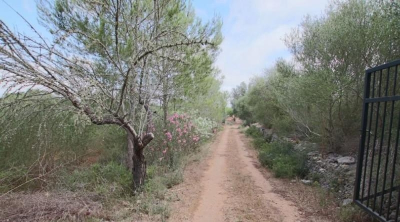 Balearic Islands - Llubí - 2814m2