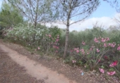 Non-developable land for sale on España, Llubí, ref: TR235570 photo