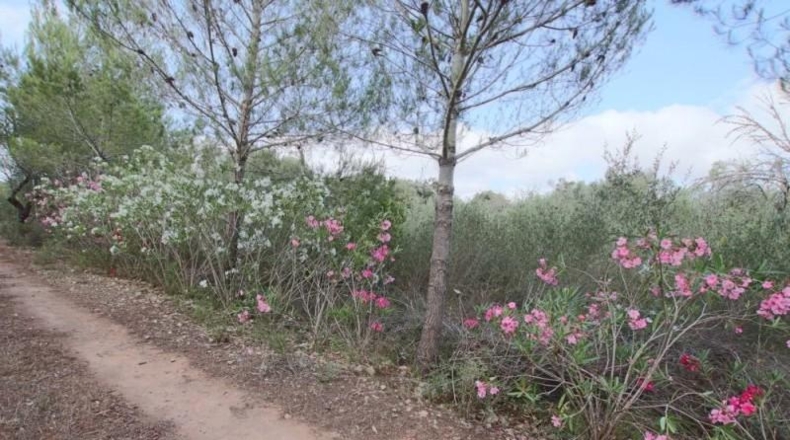 Balearic Islands - Llubí - 2814m2