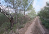 Non-developable land for sale on España, Llubí, ref: TR235570 photo