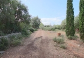 Non-developable land for sale on España, Llubí, ref: TR235570 photo