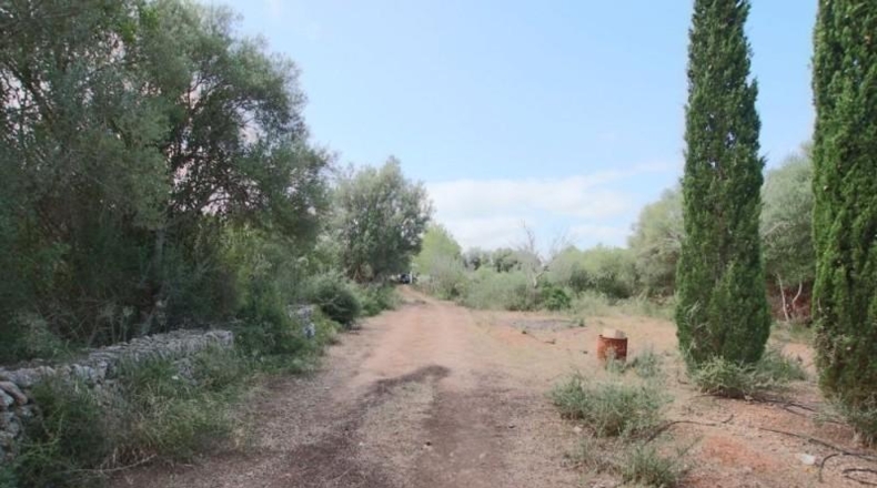 Balearic Islands - Llubí - 2814m2