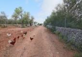 Non-developable land for sale on España, Llubí, ref: TR235570 photo