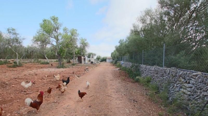 Balearic Islands - Llubí - 2814m2