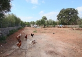 Non-developable land for sale on España, Llubí, ref: TR235570 photo