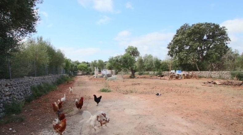 Balearic Islands - Llubí - 2814m2