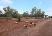 Non-developable land for sale on España, Llubí, ref: TR235570 photo