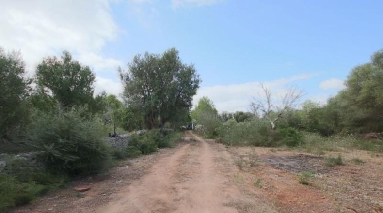 Balearic Islands - Llubí - 2814m2