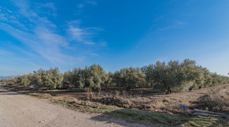 Granada - Chauchina - 10500m2